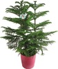 Norfolk Island House Plant in 2.25-Gallon (s) Planter
