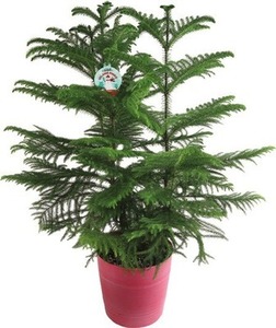 Norfolk Island House Plant in 2.25-Gallon (s) Planter