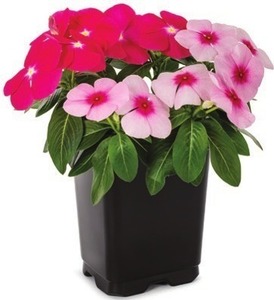 1-Pint Vinca