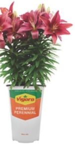 VIGORO #1 Perennials 2 for $15